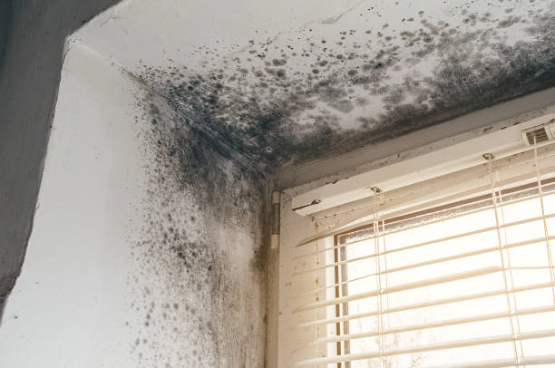 Affordable Mold Removal solutions in New Hill, NC